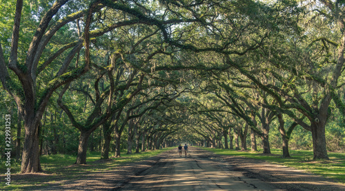 Wormsloe Oak Plantation, Savannah, Georgia, USA - July 10, 2018: Two people walking under ancient oaks covered in Spanish moss at the historic Wormsloe Plantation in Savannah photo