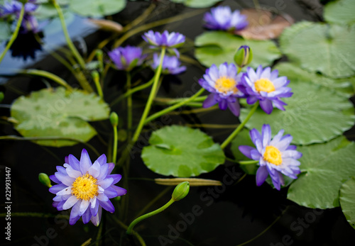 Fototapeta Naklejka Na Ścianę i Meble -  Nice lotus flower in pond
