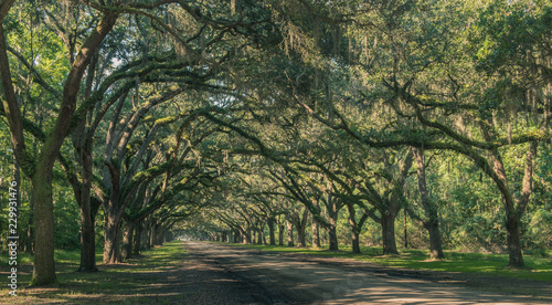 Wormsloe Oak Plantation, Savannah, Georgia, USA - July 10, 2018: Long road lined with ancient live oak trees draped in spanish moss at historic Wormsloe Plantation