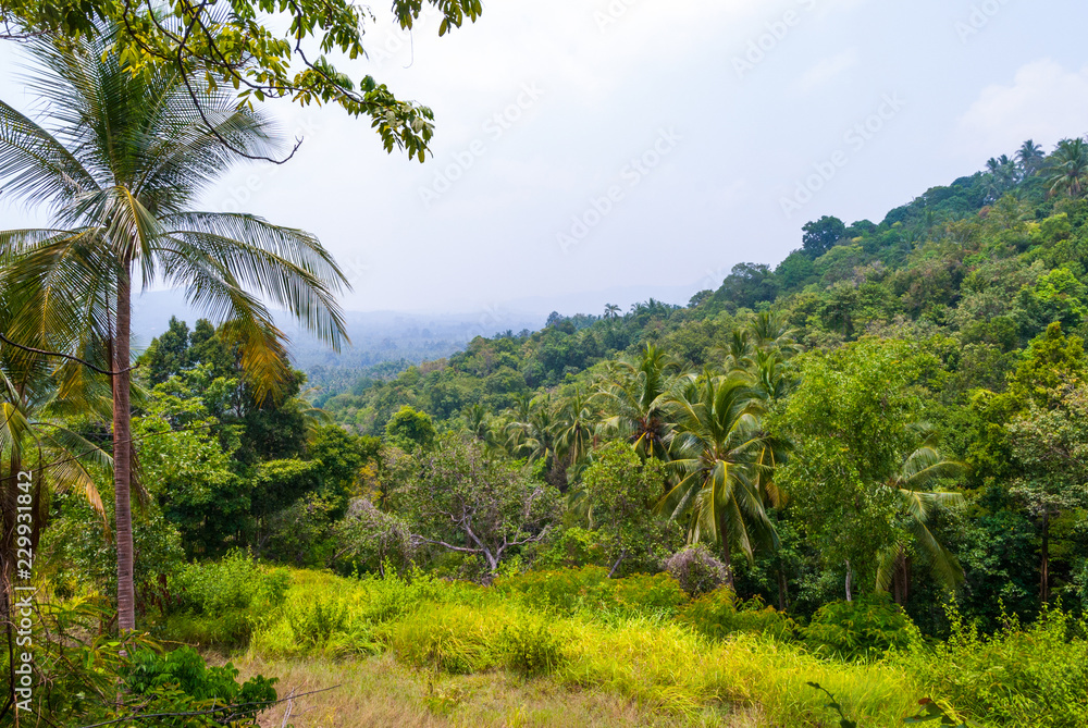 Jungle scenery, Koh Pha Ngan, Thailand