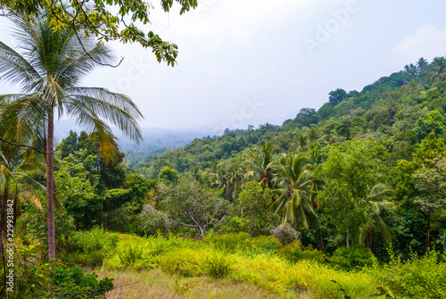 Jungle scenery, Koh Pha Ngan, Thailand © dinozzaver