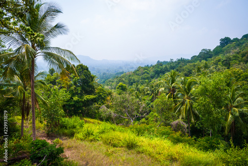 Jungle scenery, Koh Pha Ngan, Thailand