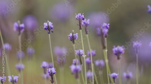 Selective focus picture of lavender flowers landscape close up abstract soft focus natural background