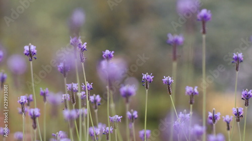 Selective focus picture of lavender flowers landscape close up abstract soft focus natural background