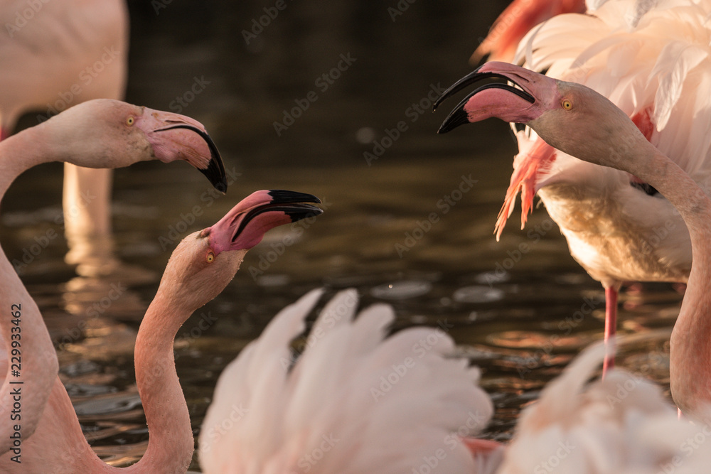 Naklejka premium Flamingo Phoenicopteridae on a lake in camargue