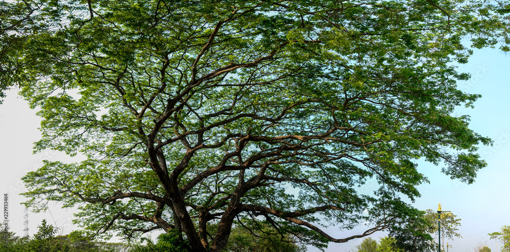 Panoramic view of big tree