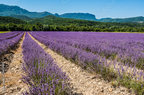 Champ de lavande dans la Drôme