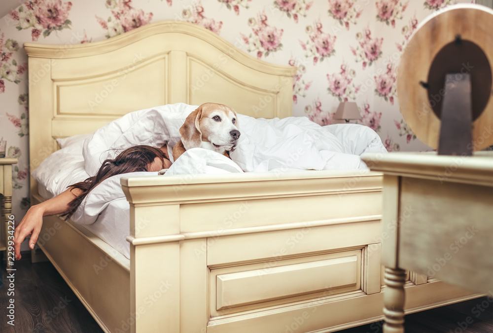 Obraz premium Woman sleep in bed and beagle dog lies under blanket with her