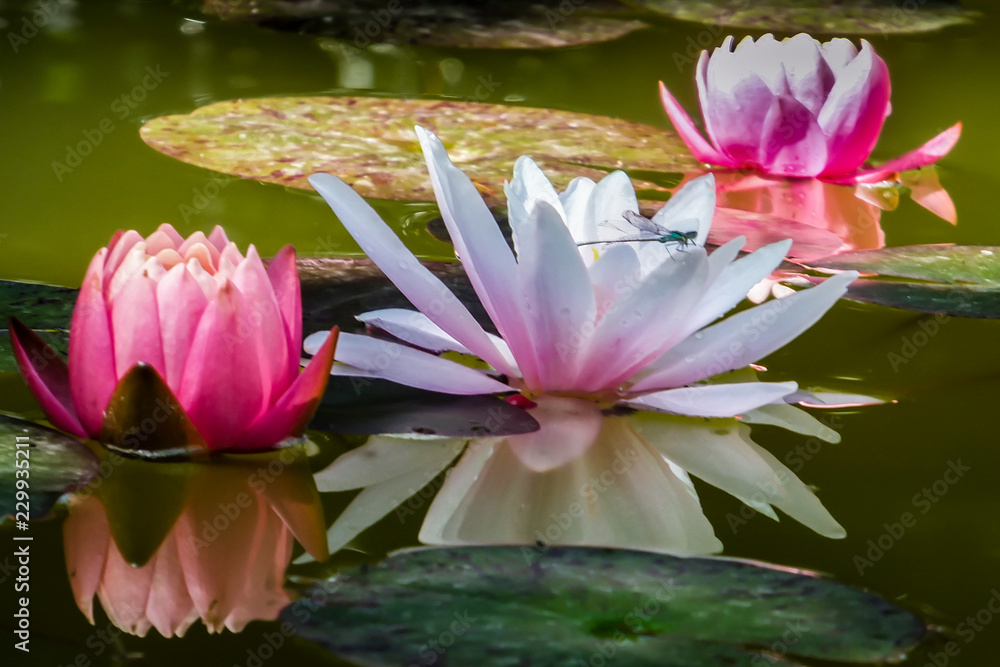 Three water lilies are reflected in the pond. A dragonfly or damselfly sits on a light water lily or lotus flower Marliacea Rosea. Two buds of nymphaeas in soft focus. Nature concept for design Three water lilies are reflected in the pond. A dragonfly or damselfly sits on a light water lily or lotus flower Marliacea Rosea. Two buds of nymphaeas in soft focus. Nature concept for design