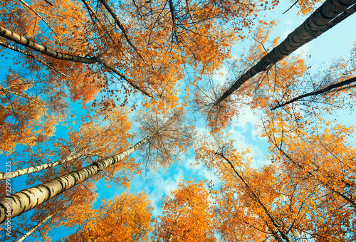 beautiful natural view from below on trunks and tops of birch trees with Gold...