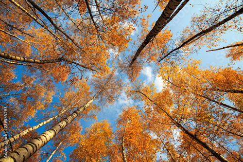 beautiful natural landscape with a view from below on trunks and tops of birc...