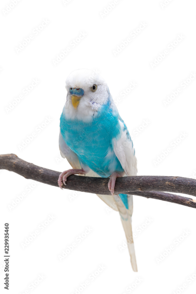 Naklejka premium Blue and white budgie, Budgerigar Bird