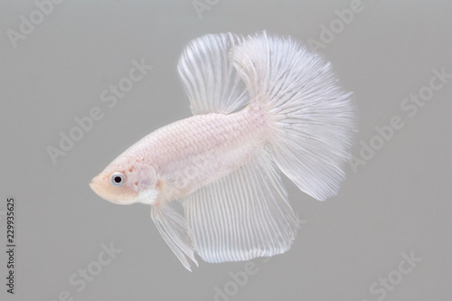halfmoon siamese fighting fish