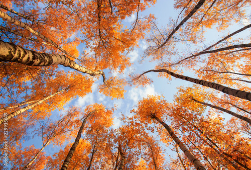 beautiful natural landscape with a view from the bottom to the trunks and top...