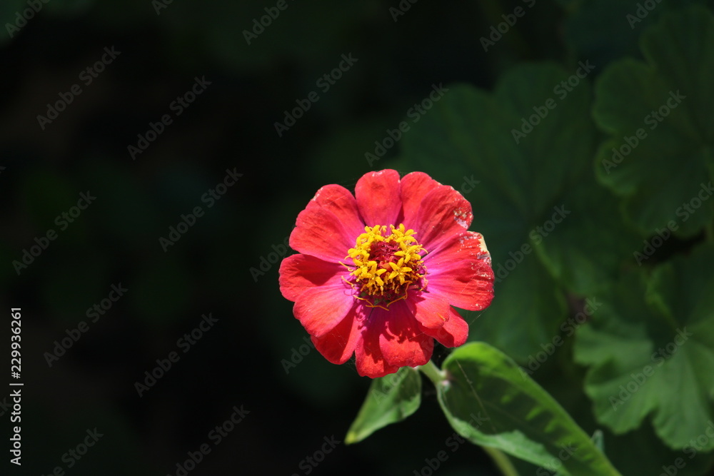 Fototapeta premium red flower