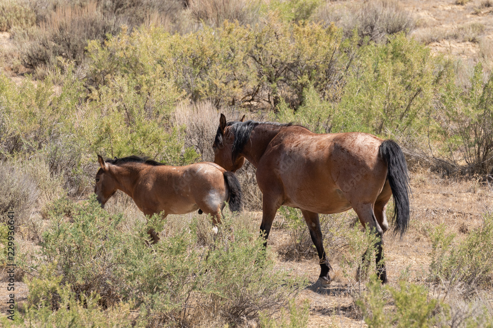 Fototapeta premium Wild Horse Mare and Foal