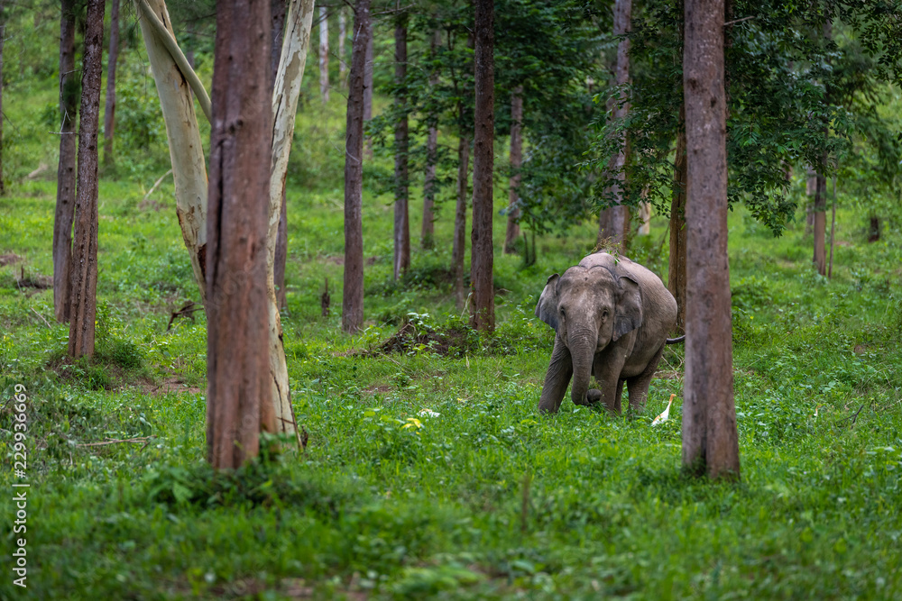 Asian wild elephant Kuiburi National Park, Thailand Asian wild elephant Kuiburi National Park, Thailand