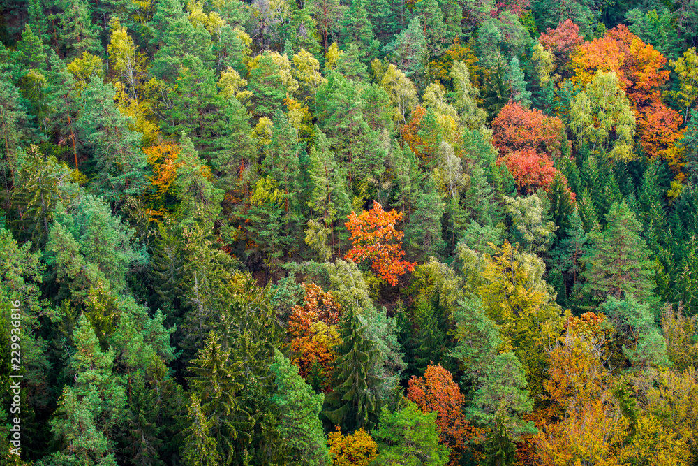 Herbstwald