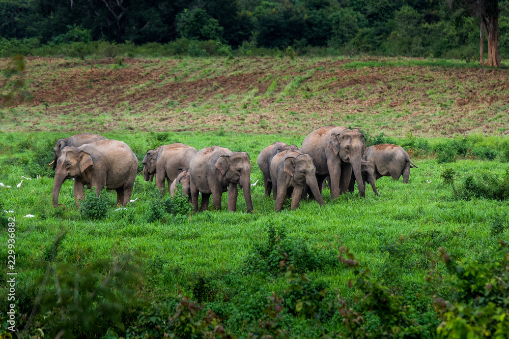 Asian wild elephant Kuiburi National Park, Thailand