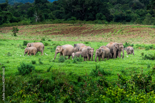 Asian wild elephant Kuiburi National Park  Thailand