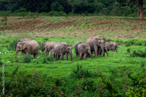 Obraz na płótnie Asian wild elephant Kuiburi National Park, Thailand w salonie
