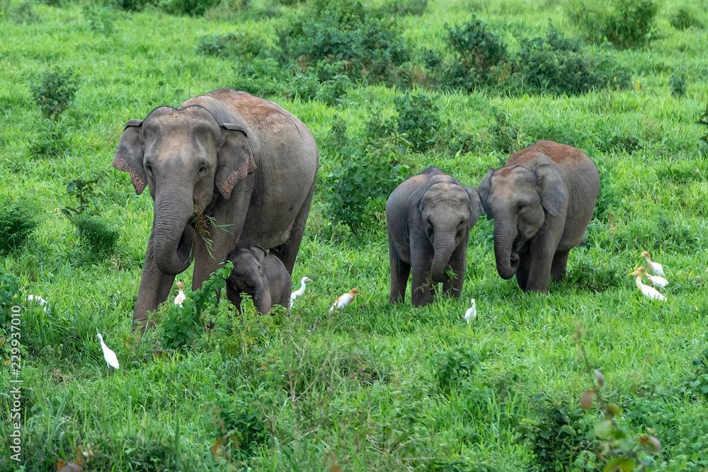Asian wild elephant Kuiburi National Park, Thailand