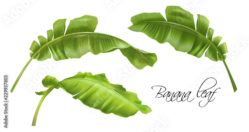 Vector realistic illustration set of tropical banana leaves isolated on white. Exotic botany design element for cosmetics, spa, perfume, fashion. Can be used as hawaiian style design element