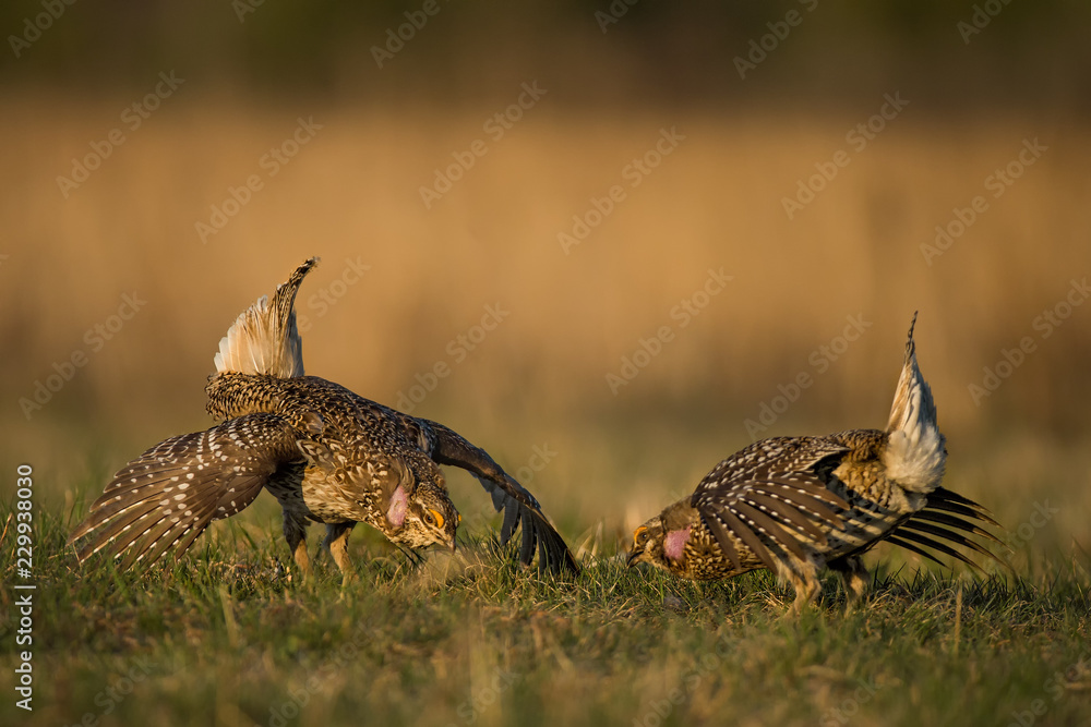 Obraz premium Sharp-tailed Grouse taken in Minnesota
