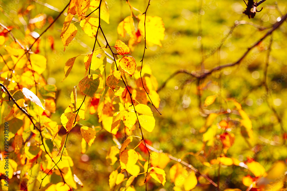Autumn leaves background in sunny day Autumn leaves background in sunny day