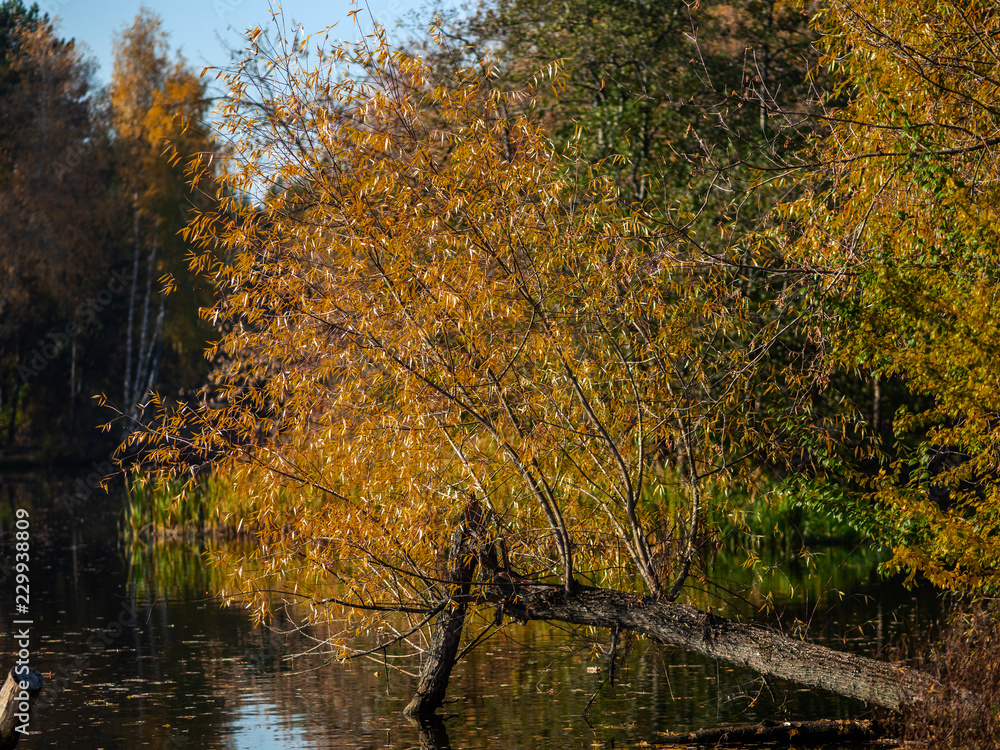 Tree over the water