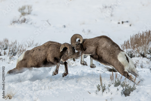 Fotografie Bighorn Sheep rams in rut butting heads taken in western Wyoming