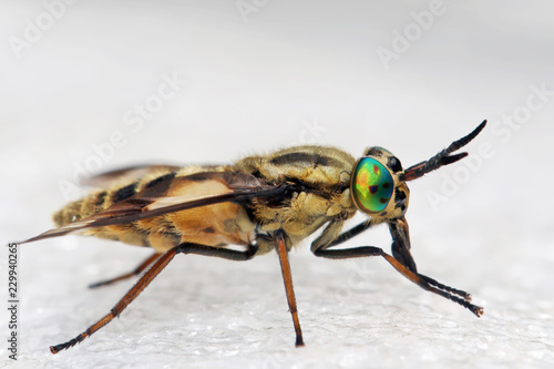Horsefly  is a predator, actively attacking humans and animals.