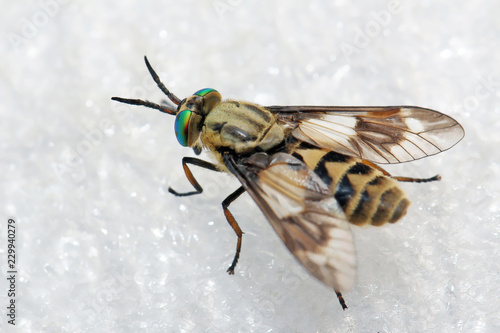 Horsefly  is a predator, actively attacking humans and animals.