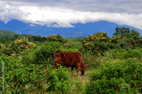 Brown cow eating grass in a very beautiful and lush green landscape, mountains and clouds in the background. Some mist on the mountains. Da Nang, Vietnam © Markus