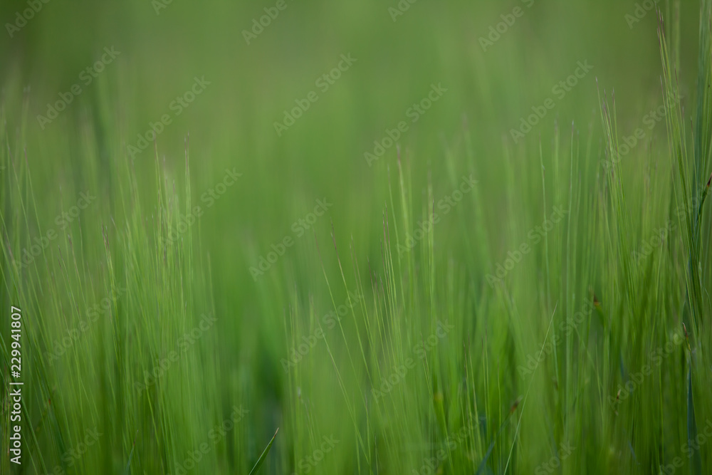 Green spikelets. Blur background