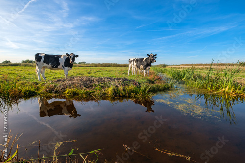 Fototapeta Curious young cows in a polder landscape along a ditch, near Rotterdam, the Neth
