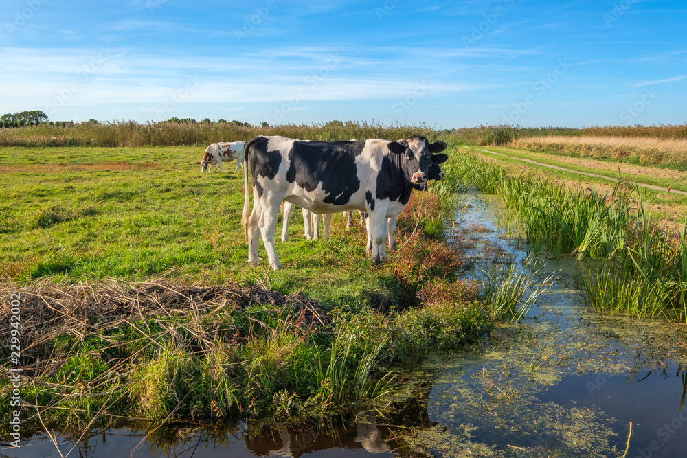 Curious young cows in a polder landscape along a ditch, near Rotterdam, the Netherlands Curious young cows in a polder landscape along a ditch, near Rotterdam, the Netherlands