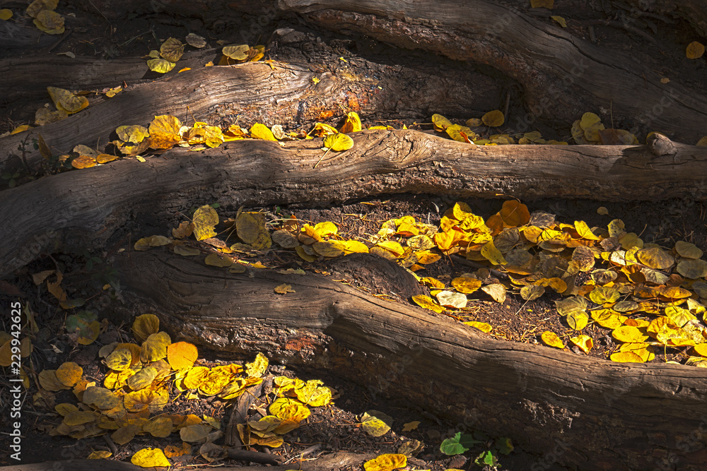Autumn's Gold Autumn's Gold