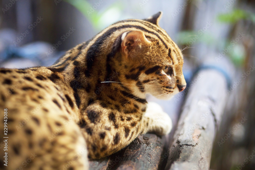 Naklejka premium leopard cat