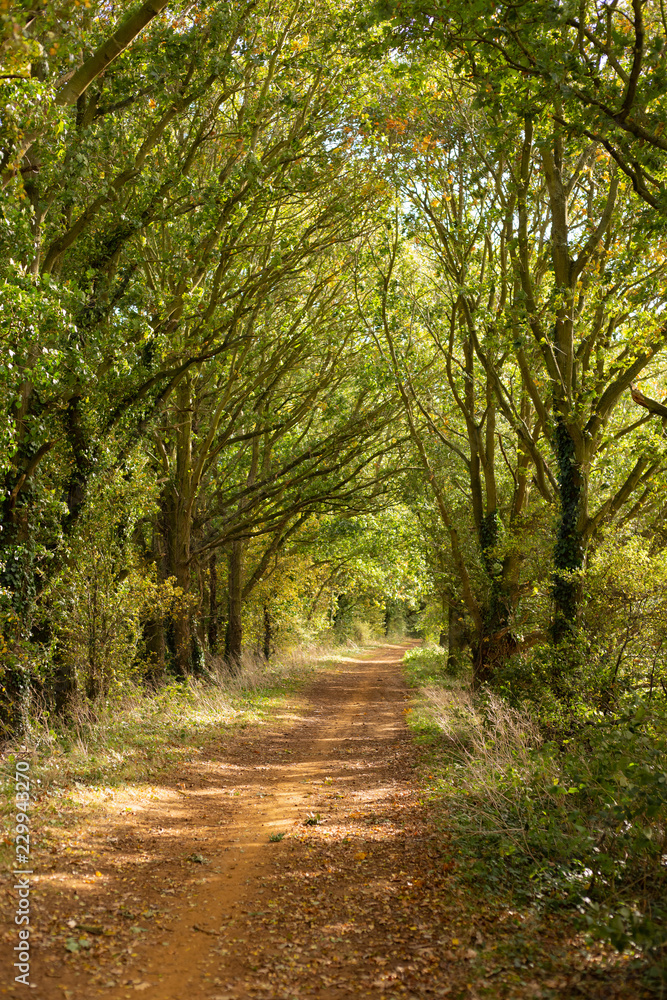Country lane with trees Country lane with trees