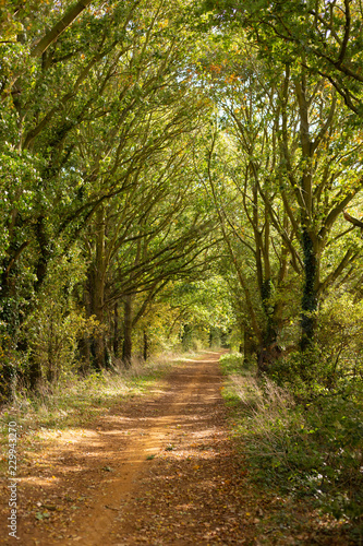 Country lane with trees