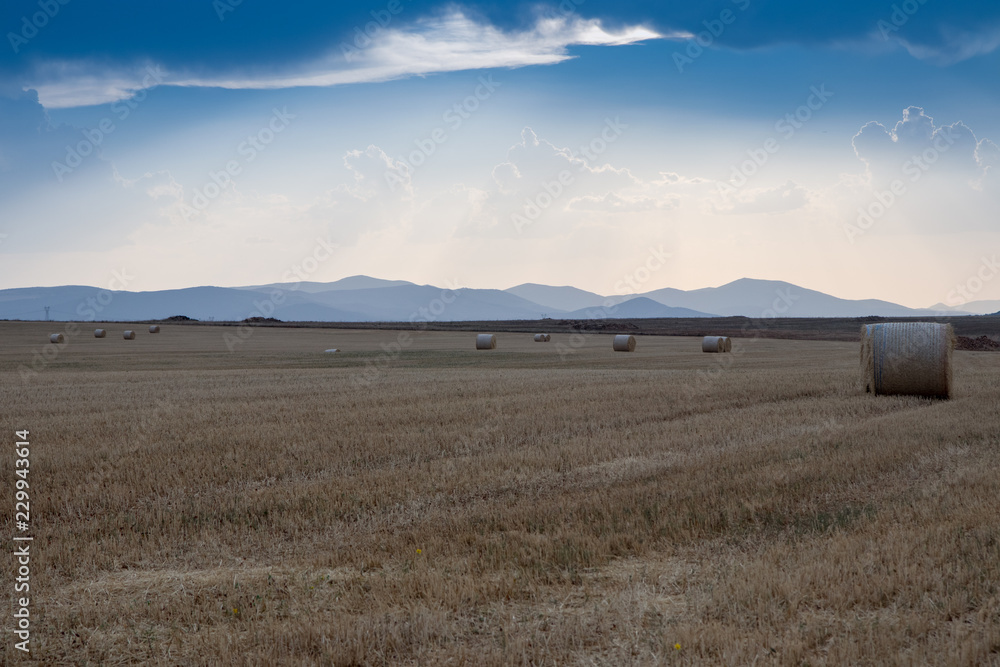 Obraz premium campo de trigo con cielo