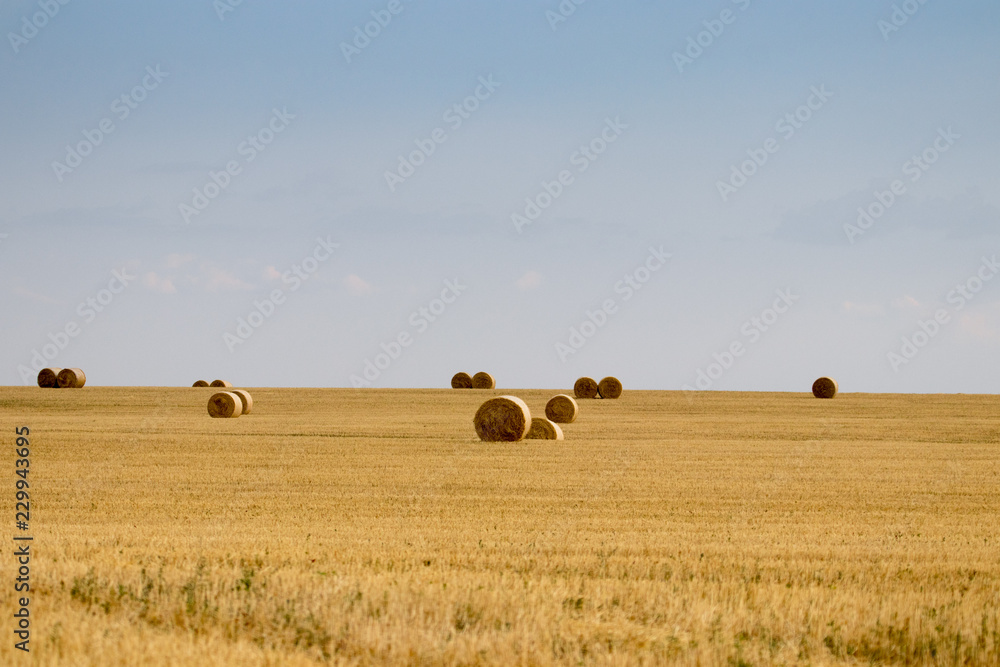 Fototapeta premium campo de trigo con cielo