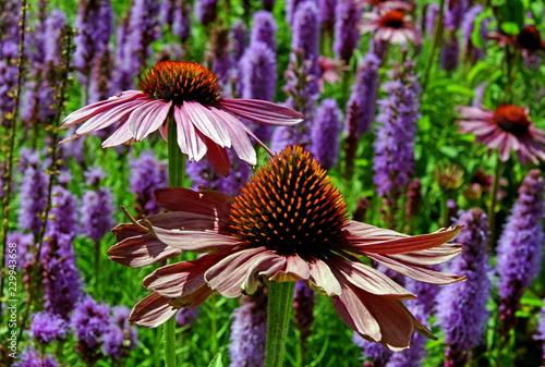 Garten,Sonnenhut,Sommerblume photo