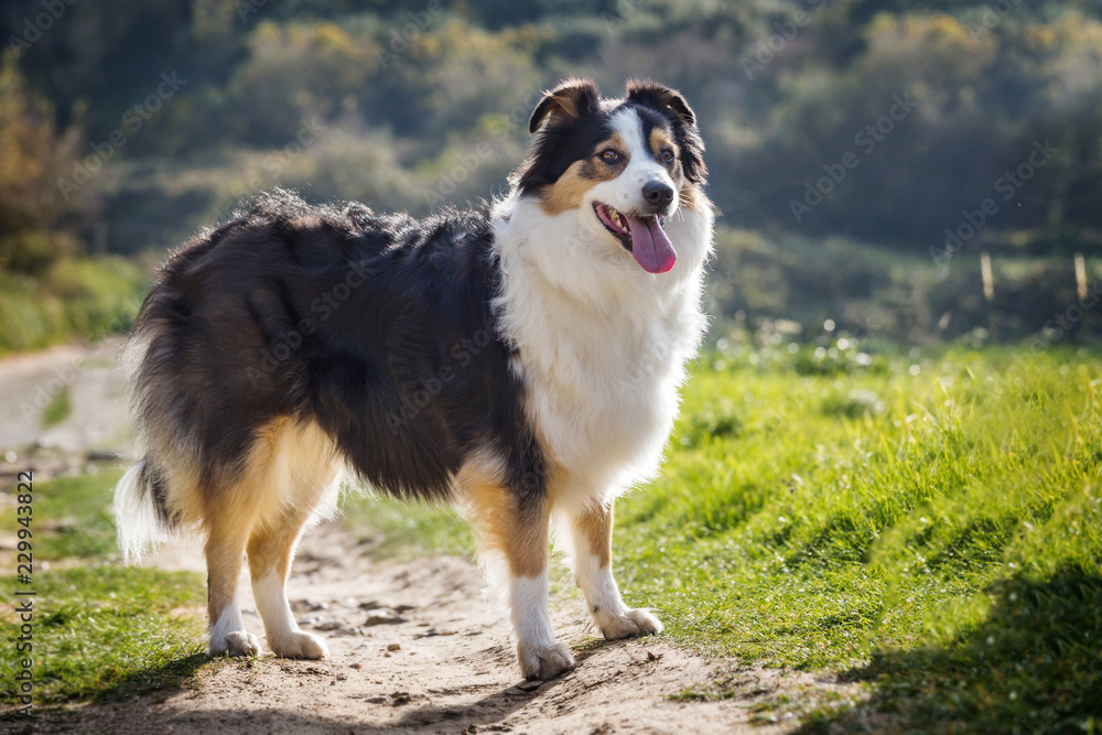 Chienne berger australien Chienne berger australien