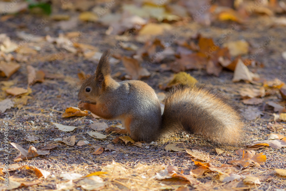 squirrel on the ground
