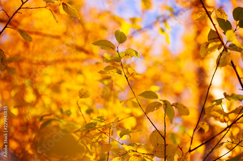 Autumn leaves background in sunny day