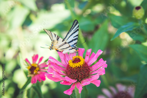 Schmetterling auf rosa Blume im eigenen Garten