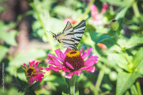 Schmetterling auf rosa Blume im eigenen Garten