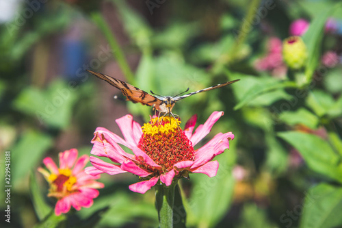 Schmetterling auf rosa Blume im eigenen Garten